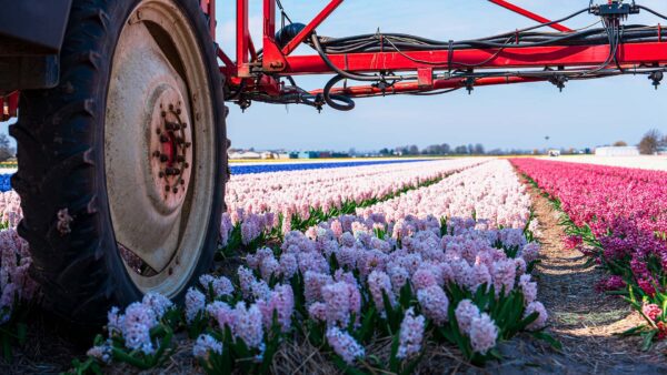 Fylo - Truck rijdt door bloemenveld.