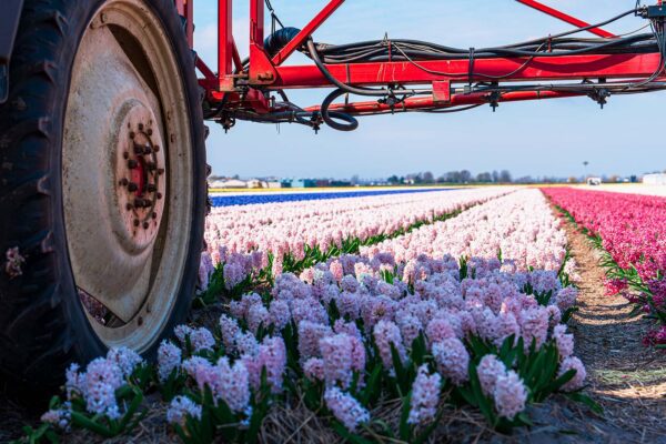 Fylo - Truck rijdt door bloemenveld.